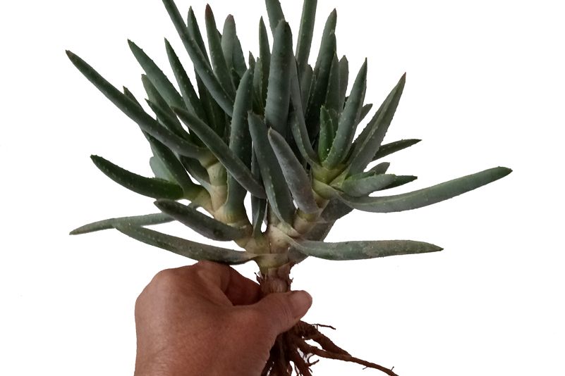 多枝蘆薈 多枝蘆薈