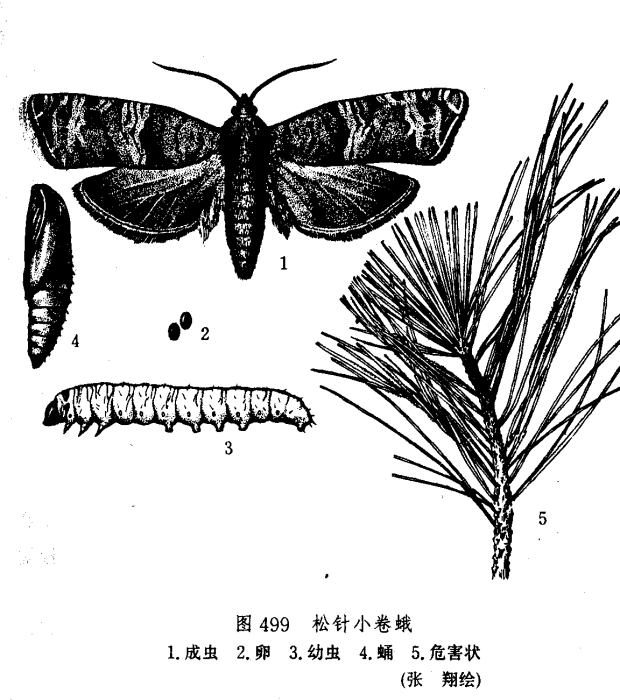 松針小卷蛾 松針小卷蛾