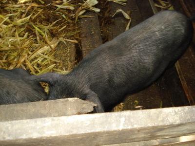 中片馬村-生豬養殖