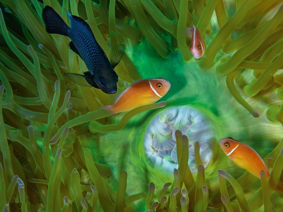 海葵觸手間遊動的魚兒