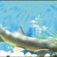 棒棒魚 棒棒魚