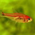 露比燈魚 露比燈魚
