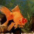 四絨球金魚