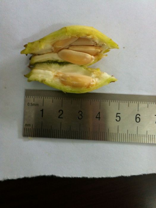 蠟梅果 蠟梅果