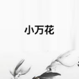 小萬花 小萬花