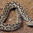 圓斑蝰蛇
