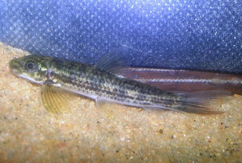 墨頭魚屬 墨頭魚屬