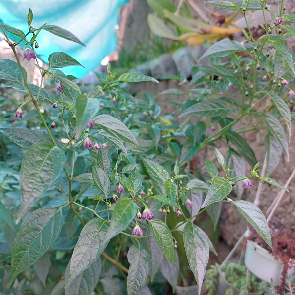 Capsicum tovarii