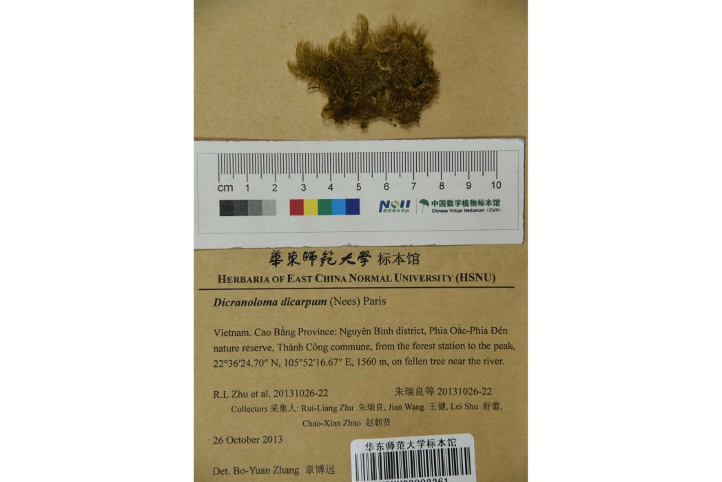 錦葉蘚 錦葉蘚