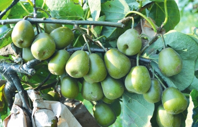 石馬鎮獼猴桃喜獲豐收