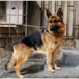 隆德杭犬 隆德杭犬