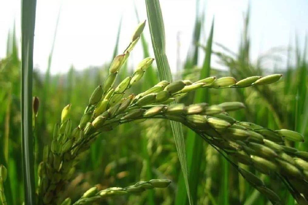 甬粳16B