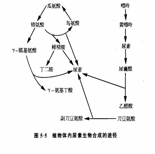 植物體內尿素的生成途徑