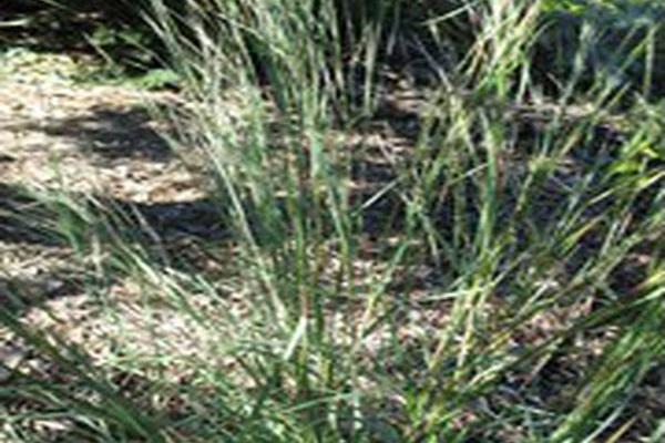 Schizachyrium scoparium \x27Blaze\x27 Schizachyrium scoparium \x27Blaze\x27