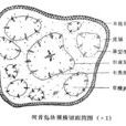 無限維管束 無限維管束