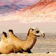 羅布泊野駱駝國家級自然保護區