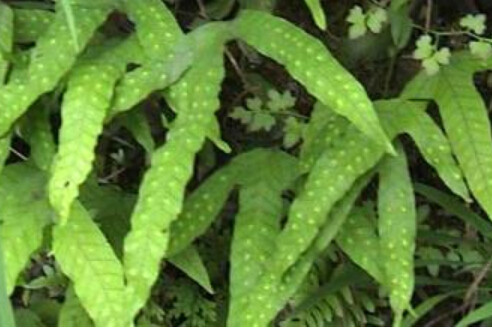 鵝掌蕨 鵝掌蕨