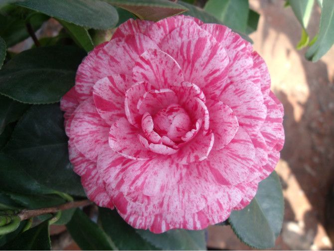 甘貝爾(茶花品種) 甘貝爾(茶花品種)