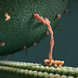驅動蛋白在細胞支架上轉運囊泡（模擬圖）