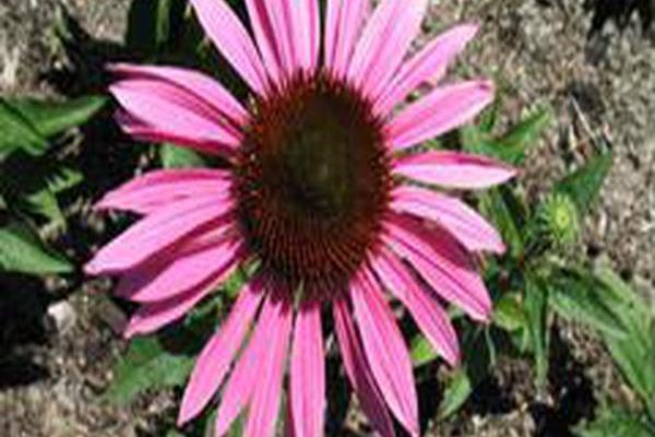 Echinacea \x27Pink Mist\x27