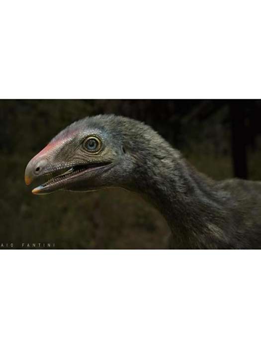 Venetoraptor gassenae Venetoraptor gassenae