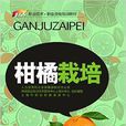 柑橘栽培 柑橘栽培