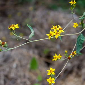 Hymenostephium uniseriatum