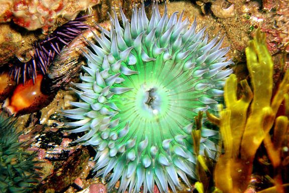 側花海葵 側花海葵