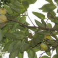柿漆 柿漆
