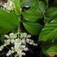 圓錐花系 圓錐花系