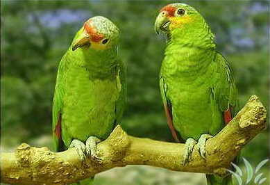 綠頰鸚鵡