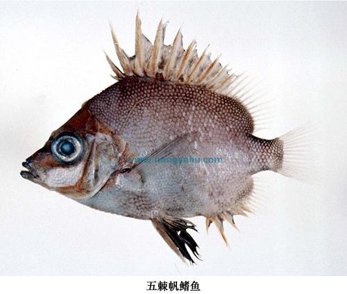 五棘帆魚 五棘帆魚