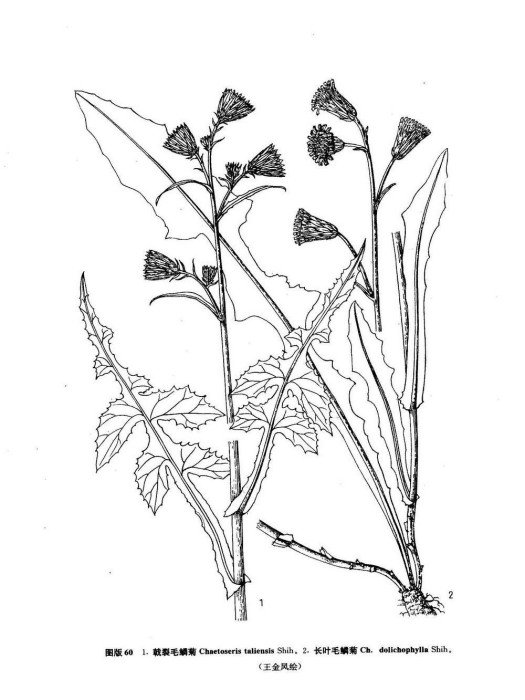 長葉毛鱗菊(大花藍岩參) 長葉毛鱗菊(大花藍岩參)