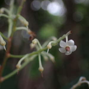 Tapeinosperma psaladense