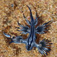 大西洋海神海蛞蝓(藍龍（大西洋海神海蛞蝓俗稱藍龍）)