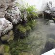 穿條魚 穿條魚