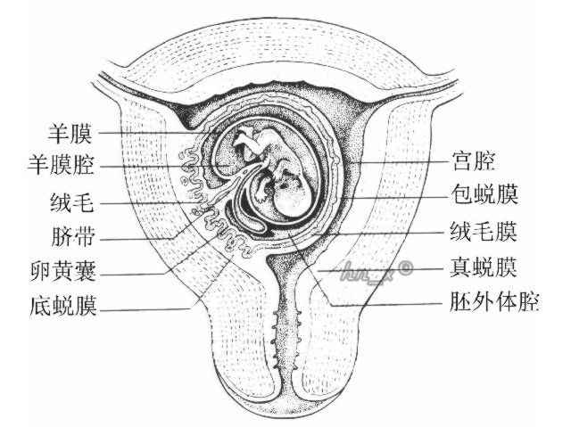 體腔(coelom) 體腔(coelom)