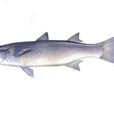 小公魚 小公魚