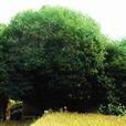 同根桂 同根桂