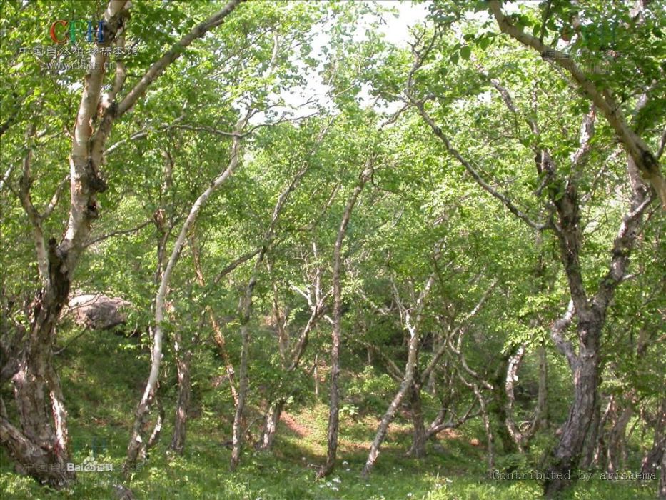 東北白樺 東北白樺