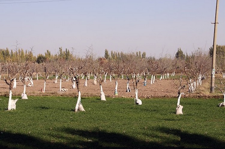 喀什地區農業環境