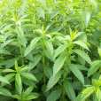 地蠶(唇形科水蘇屬植物) 地蠶(唇形科水蘇屬植物)