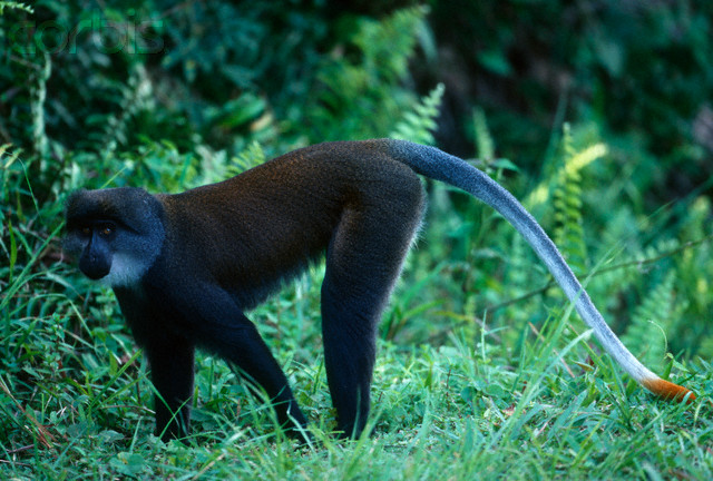 陽光長尾猴