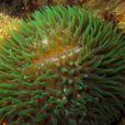波莫特蕈珊瑚