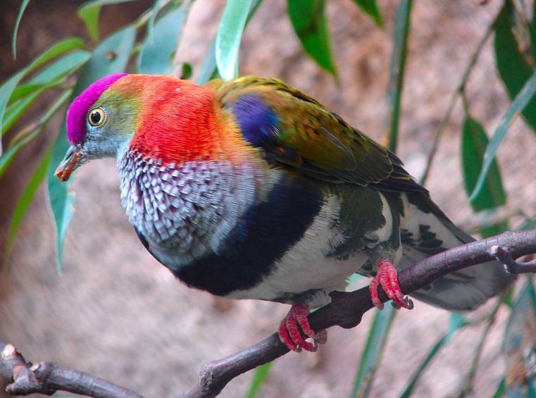 紫頂果鳩 紫頂果鳩