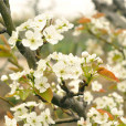 魏縣梨花節 魏縣梨花節