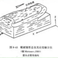 鞘褶皺 鞘褶皺