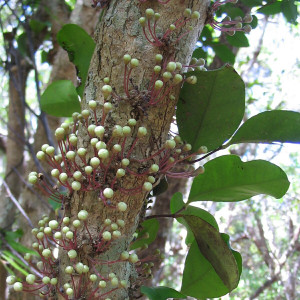Eugenia noumeensis