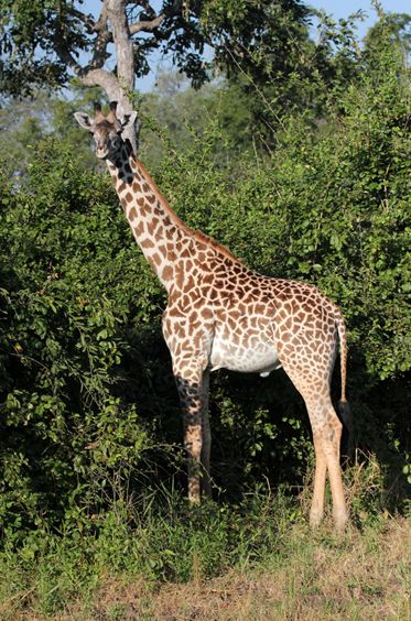 長頸鹿尚比亞亞種