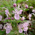 三花蕕 三花蕕